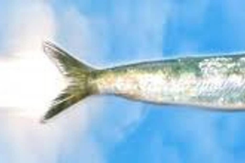 La Sardine Au Coeur Du Panier Apartman Marseille Kültér fotó